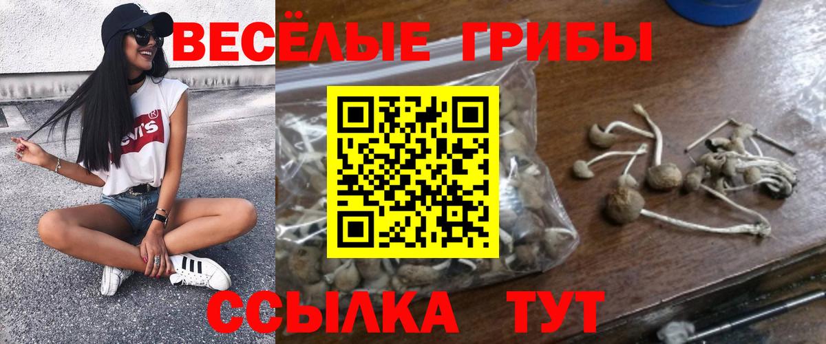 Галлюциногенные грибы Psilocybe Карталы